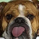 Почему собаки высовывают язык в жаркую погоду?
